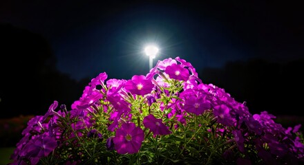 Naklejka premium Vibrant Pink Purple Flowers: Night Bloom Under Bright Light - Ethereal