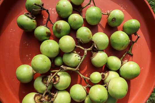 Glue berry, Lasoda or bird lime fruit used to make pickle, is healthy