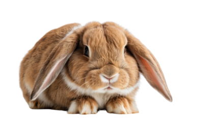 A rabbit looking shy, hiding its face with paws, white background