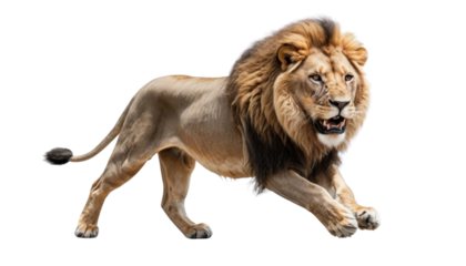 Young male lion Panthera leo with a developing mane, a majestic wild cat portrait on white