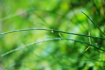 Close up fresh green grass with dew drops in freshness and coolness in natural sunlight of tropical garden background