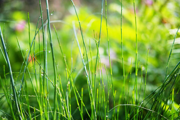 Fresh green grass with dew drops in freshness and coolness in natural sunlight of tropical garden 