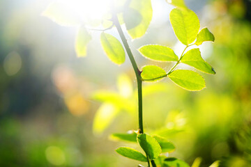 Close up vibrant green leaves illuminated in natural soft sunlight and greenery bokeh background. Copy space