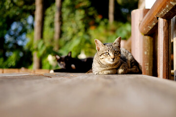 Adorable tabby striped grey cat and black cats sleeping wooden on terrace in natural sunlight in countryside of Asian