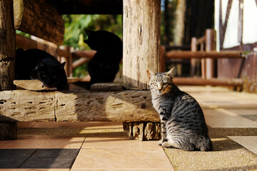 Adorable tabby striped grey cat with couple black cats sitting on terrace in natural sunlight in countryside of Asian
