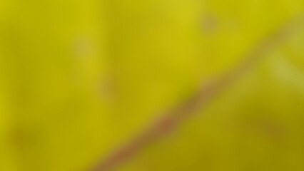 Bokeh photo create abstract blurred image featuring gentle gradients of orange and yellow tones, evoking a natural, serene, soft and diffused texture that feels light and calming.