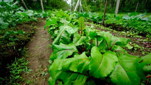 Close up of large red beet leaf with some water droplets reside on it while moving camera away revealing whole garden bed of beetroots growing in sandy soil next to white cabbages and broccoli plants