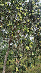 Broad Leafed Tea Tree, or Broad Leafed Paperbark