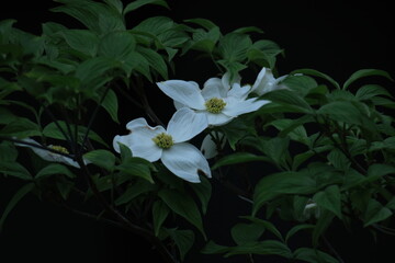 Obraz premium アメリカからの贈り物