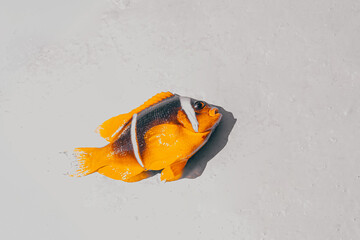 Colorful Red Sea clownfish on a plain white textured background