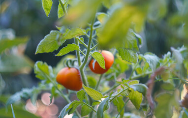 green tomatoes visible through tomato leaves