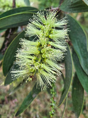Broad Leafed Tea Tree, or Broad Leafed Paperbark