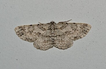 Brown-shaded gray moth Iridopsis defectaria insect nature Springtime camouflage pest control.