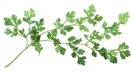 Fresh cilantro sprigs against a white background.