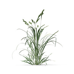 3d Ornamental Grass: Nature's Elegant Texture png