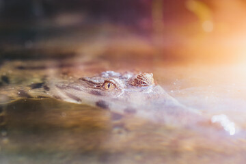 Eye of crocodile breaking water surface
