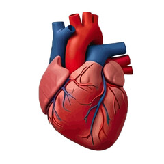 Human Heart Origin: Scientific View & Evolutionary Cardiovascular Anatomy