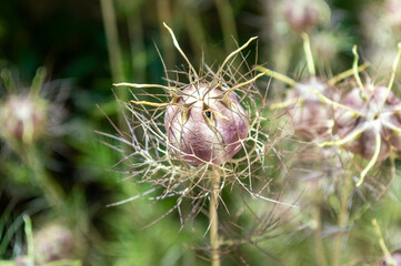 Capullo de nigella damascena o ajeluz. Flores de jardín en primavera.