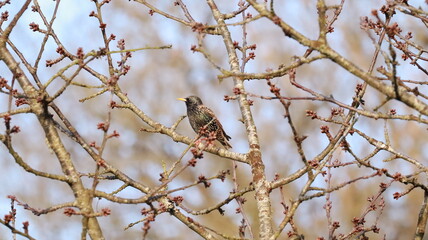 Common starling in a tree