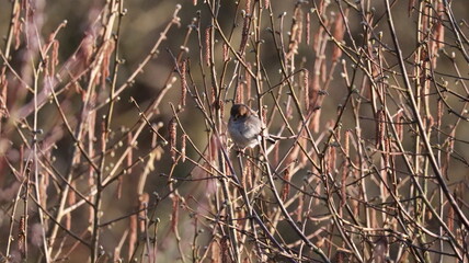 Sparrow in a tree