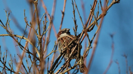 Sparrow in a tree