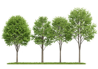 Four green trees row isolated on transparent background