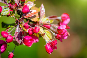 Obraz premium Blooming decorative apple tree with red flowers 