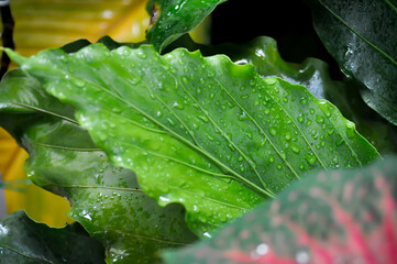 Anthurium, Anthurium plowmanii Croat, araceae, bloom, blossom, blur, blur background, blur picture,...