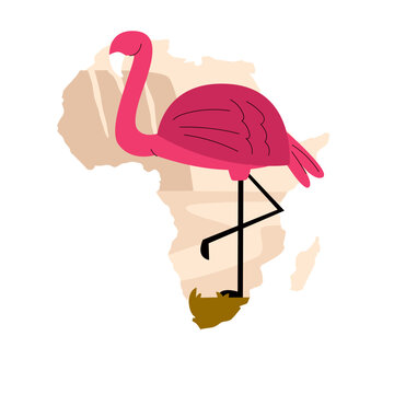 African Nature Animal Flamingo