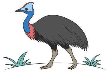 Obraz premium Cassowary Bird Illustration on White