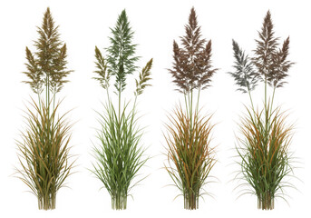 Four ornamental grasses isolated on transparent background