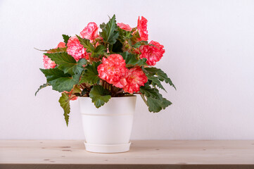 Begonia blooming in a pot on a wooden table. Delicate double pink flowers.