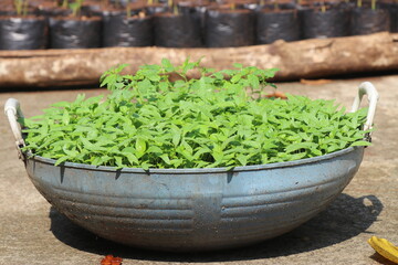 Basket full of chili seedlings ready to be transplanted to the soil for further growth. Chili...