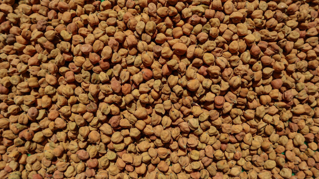 Raw brown uncooked Chana or Chickpeas. Organic chickpeas whole and hard used in Indian cooking