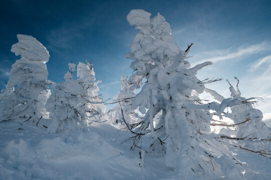 Ice-covered juhyo snow monster trees of Mt. Zao, Yamagata, Japan.