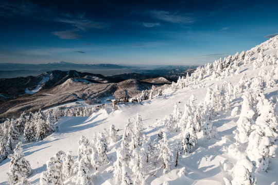 Juhyo snow monsters of Mt. Zao, Yamagata Prefecture, Japan.