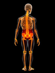 Human Anatomy Showing Back and Hip Pain with Skeletal Structure