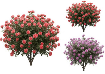 Three rose bushes isolated on transparent background