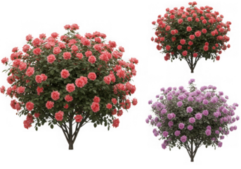 Three rose bushes isolated on transparent background