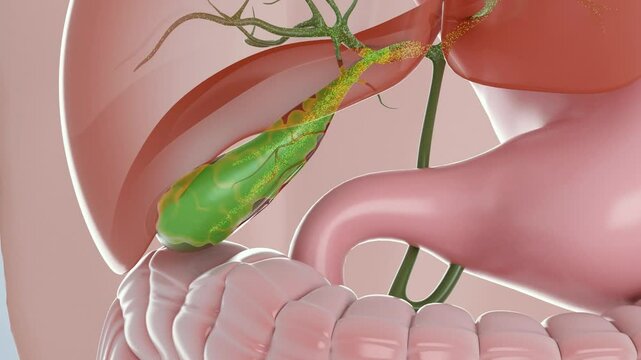 Secretion of bile by the liver, storage of bile in the gallbladder, process of release of bile into the duodenum after eating, organs of the digestive system, 3d animation.