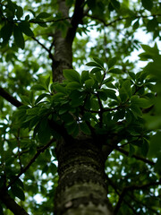 tree with green leaves