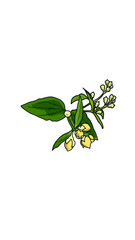 branch of rosemary