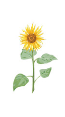 sunflower isolated on white