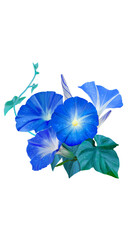 blue iris flower