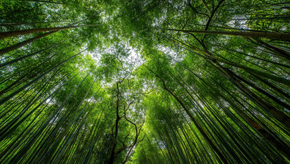 Mysterious beauty of bamboo forest in Arashiyama inviting nature's serenity beneath a canopy of green