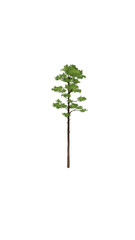 tree isolated on white background