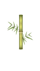 bamboo isolated on white