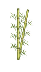 bamboo isolated on white