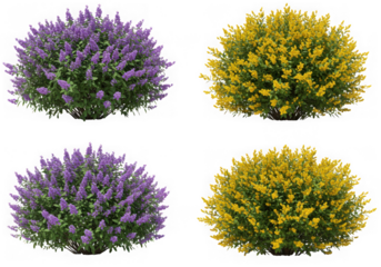 Four blooming shrubs isolated on transparent background