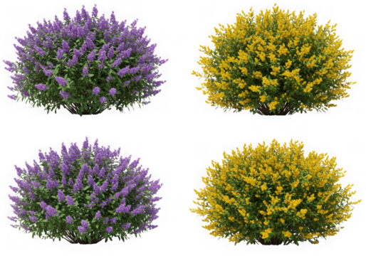 Four blooming shrubs isolated on transparent background - Powered by Adobe